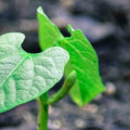 What are the 3 types of sustainable development?