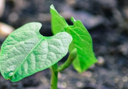 What are the 3 types of sustainable development?